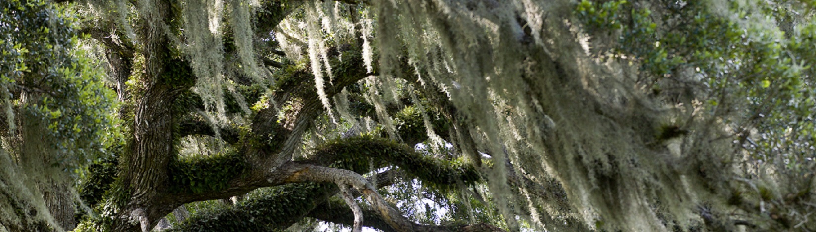 Live Oaks draped in Spanish moss and resurrection fern. UF/IFAS Photo by Tyler Jones