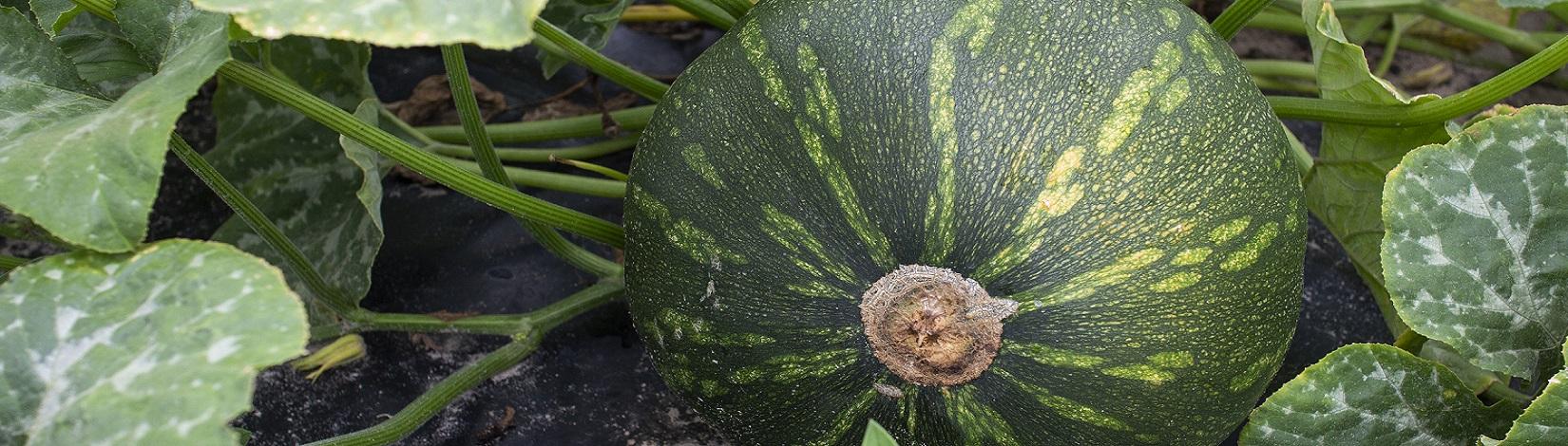 Green tropical pumpkin still on the vine in a field