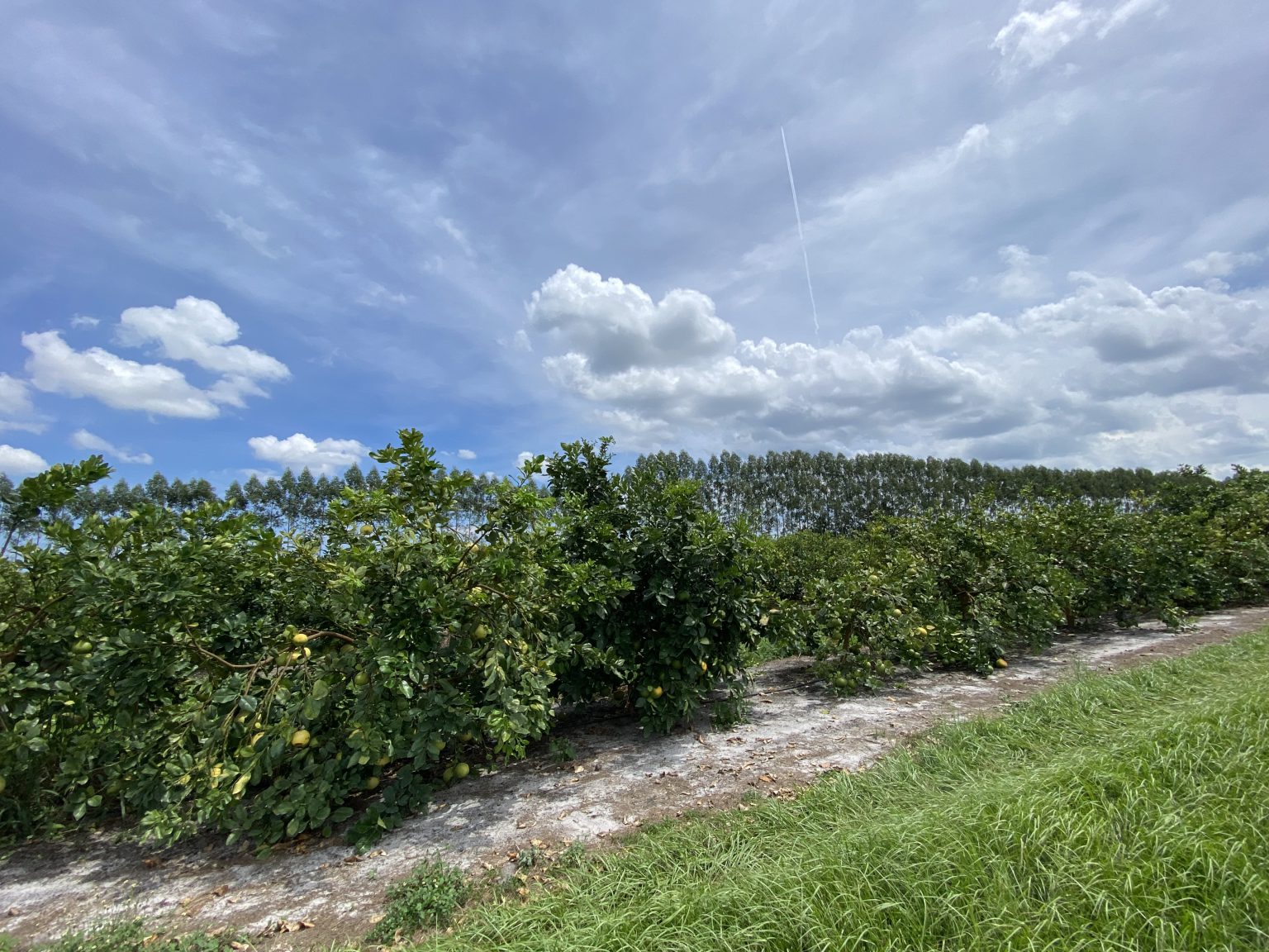 Citrus growers invited to field day at major experimental grove, ahead