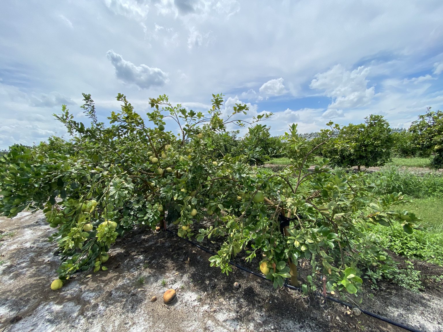 The Millennium Block at UF/IFAS Indian River Research and Education