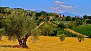 Olive groves in Tuscany, Italy 