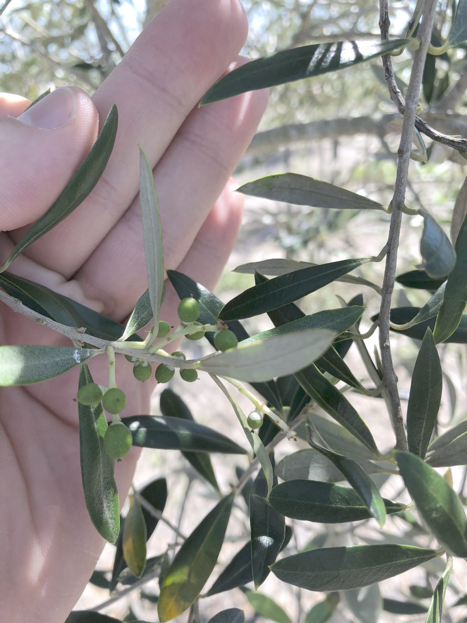 UF/IFAS tests olives in Florida to determine possible commercial industry UF/IFAS Indian River