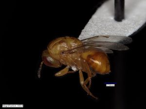 Bug-galling wasp species