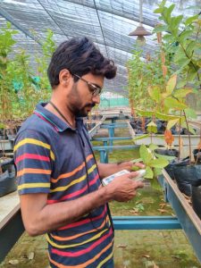 Khalid Hussain works with guava trees in an experimental greenhouse