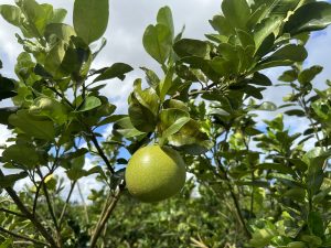 The 'UF914' pummelo-grapefruit' hybrid variety shows initial signs of citrus greening tolerance 