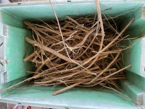 Grapefruit roots excavated from a tree that died from citrus greening. 