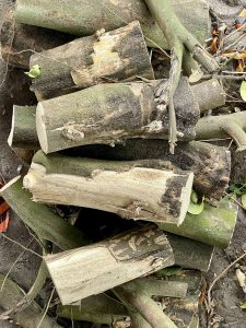 Grapefruit tree trunks 