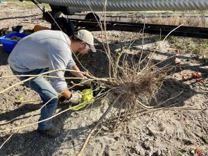 Grapefruit roots excavated from a tree that died from citrus greening. 