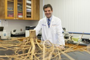 Scientist with a citrus tree root 