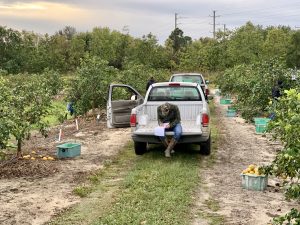 Field research in citrus grove 