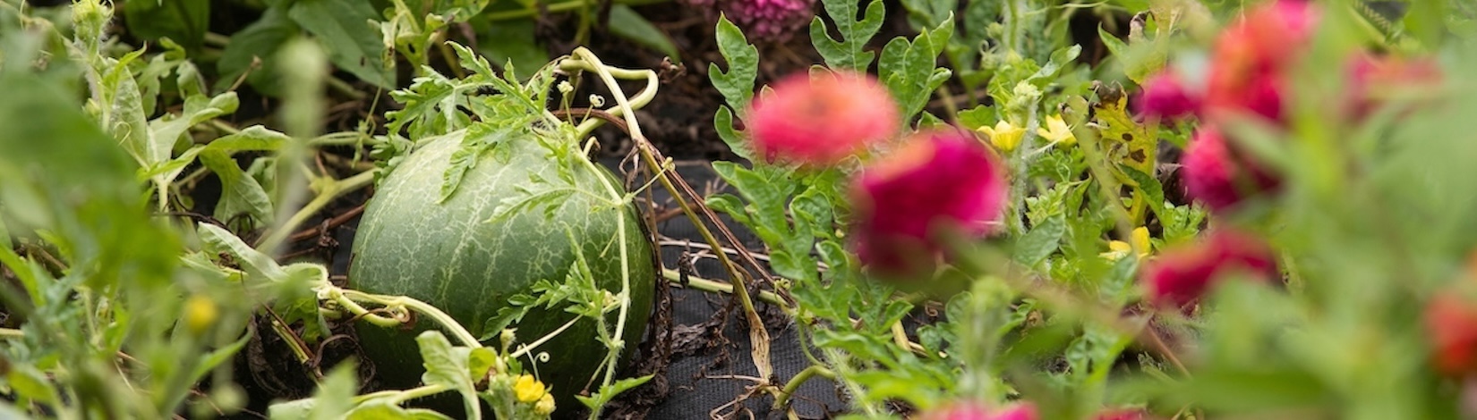 Watermelon in garden