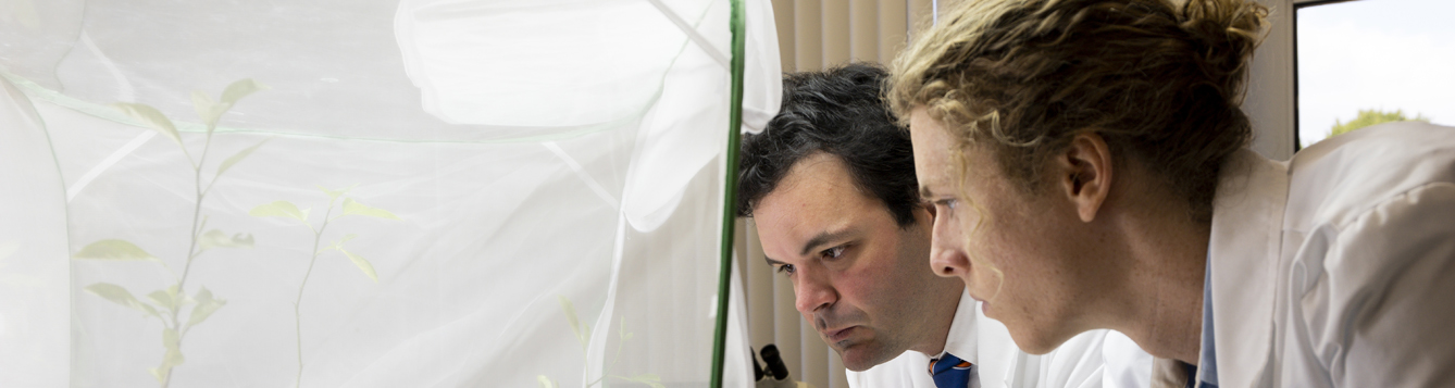 Dr. Lorenzo Rossi is an award-winning professor of plant root biology. In this image he works with summer intern Johnny Capen