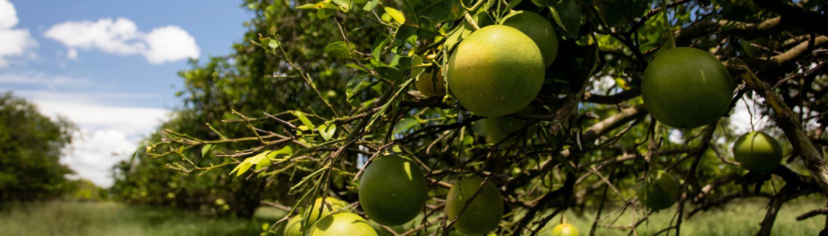 A citrus grove and prairie landscape at the DeLuca preserve.