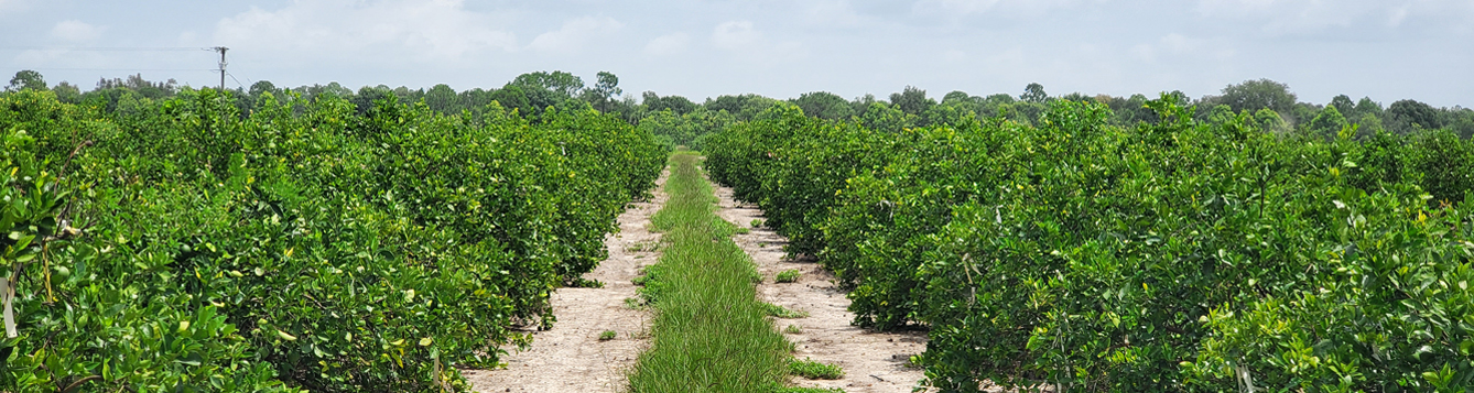 Sweet Orange Orchard Experimental Grove