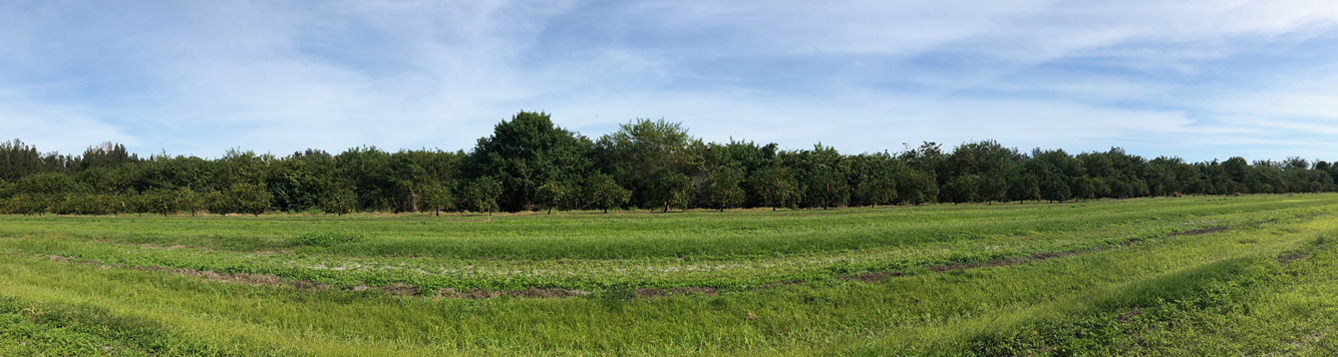 Entomopathogenic fungi