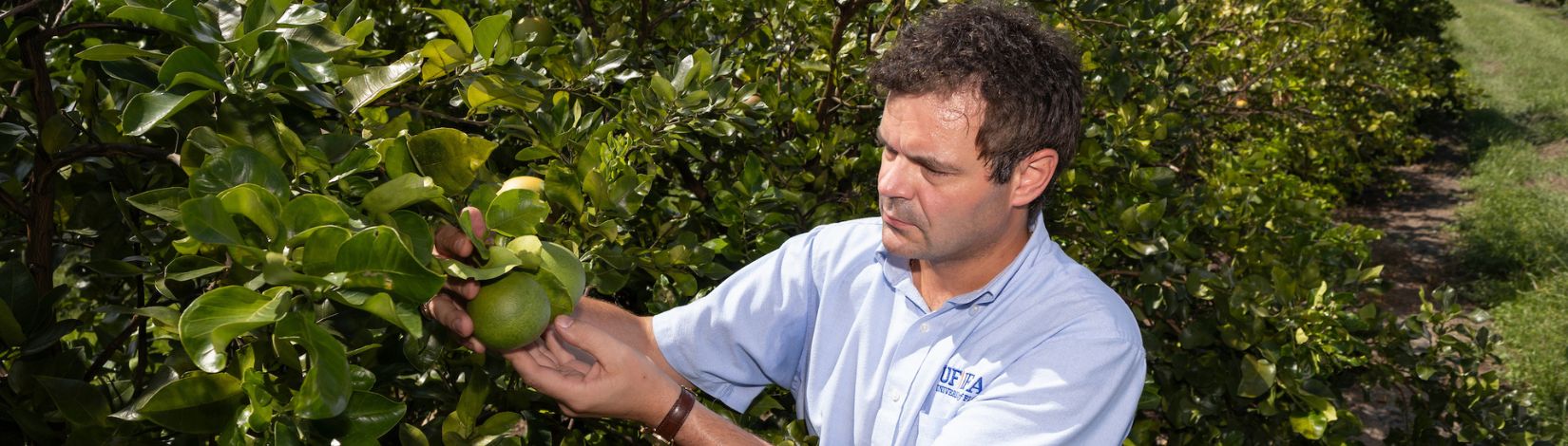 Lorenzo Rossi examining citrus at the Indian River Research and Education Center (IRREC).