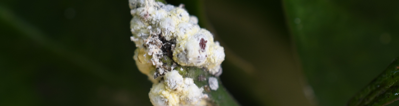 The Lebbeck mealybug is an invasive species