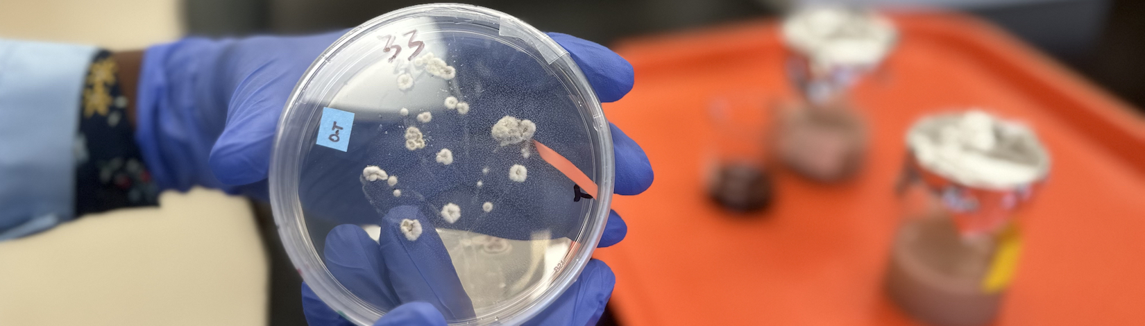 Entomopathogenic fungi