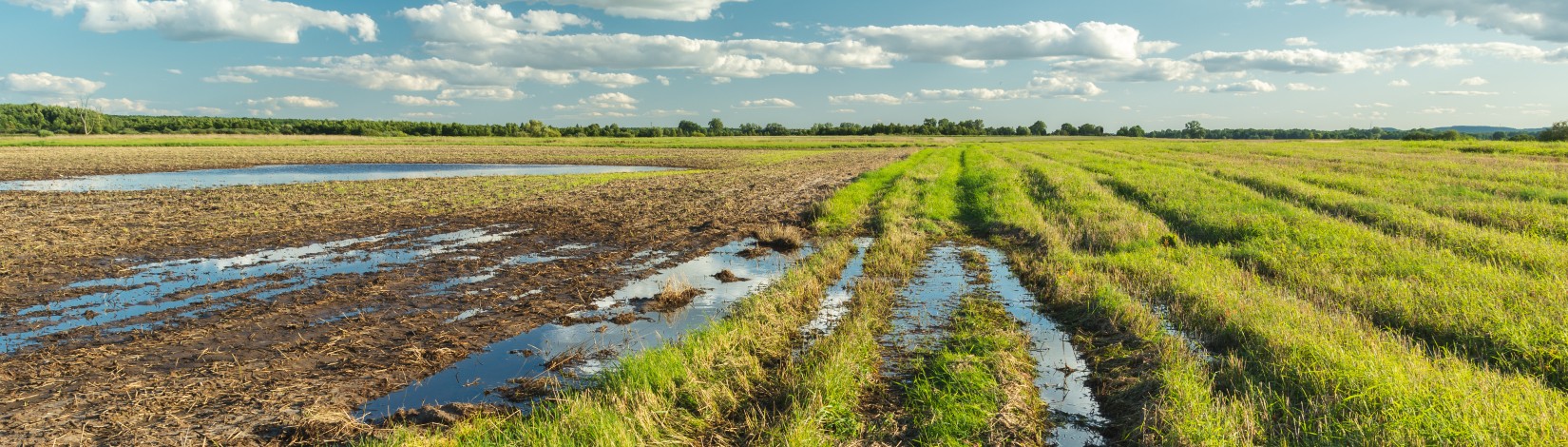 Flooded field and green meadow after rain.