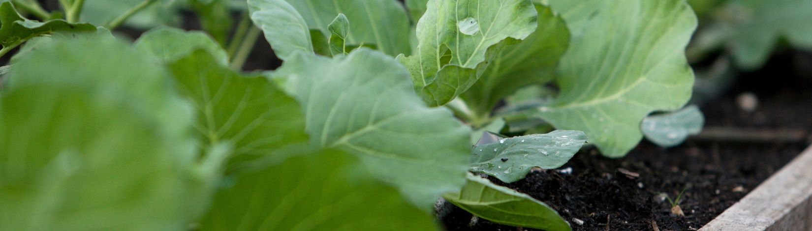 Lettuce in square foot garden.