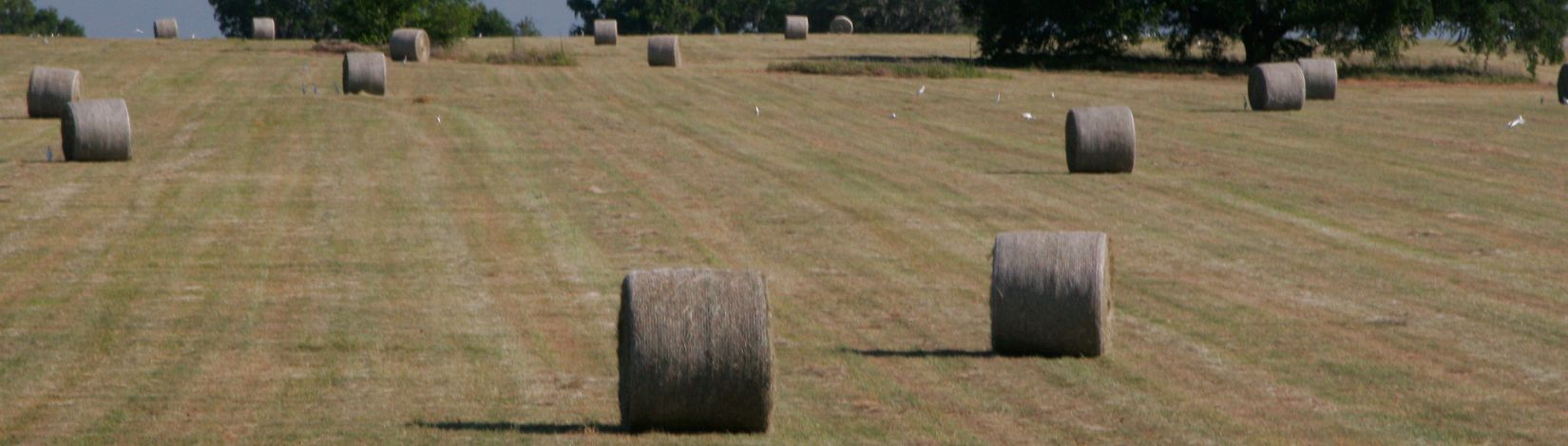 Haybales, hay field, tree, grass, sky. UF/IFAS Photo: Thomas Wright.