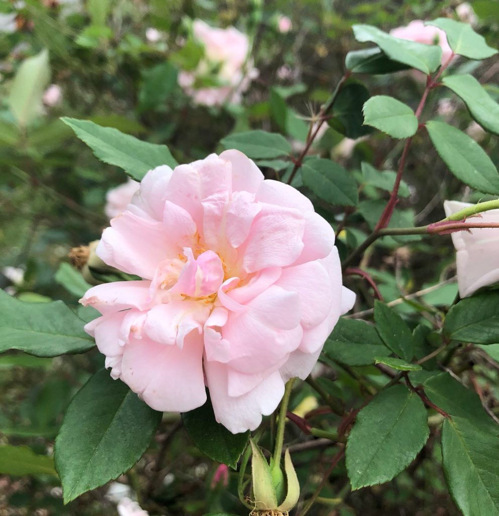 “Spice”, the Bermuda Mystery Rose, might actually be the original ‘Hume’s Blush’, or the old Tea Rose “Caroline’ . Image Credit: Matthew J. Orwat, UF / IFAS Extension
