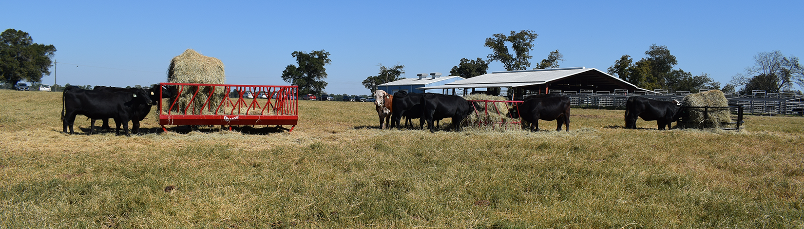 Hay Feeding Demo