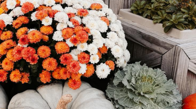 Autumn Spotlight: The Mum