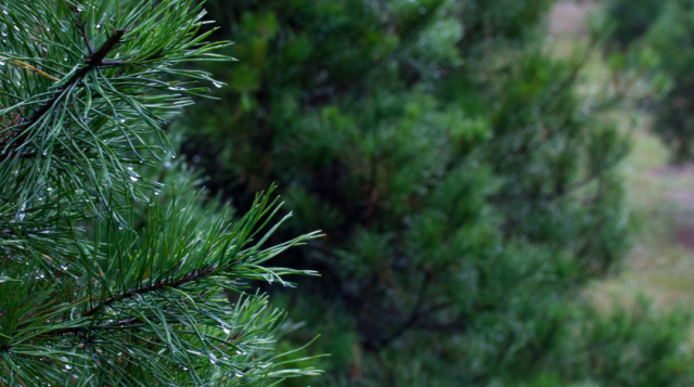 Deck the Halls: Repurposing Yard-Waste for Holiday Decor