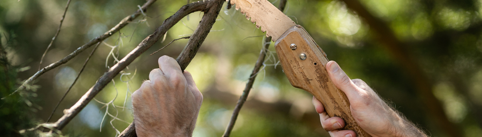 Winter Pruning in North Florida: What to Cut and What to Leave Alone