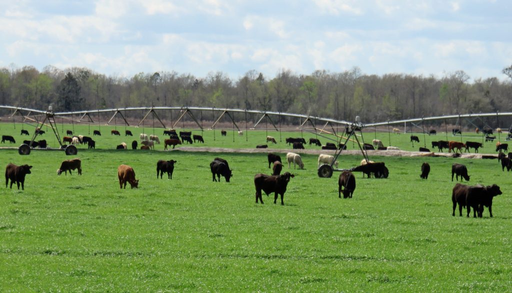 Stocker cattle grazing in a crop field over the winter.