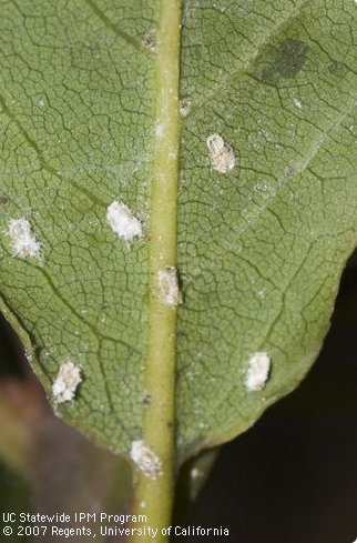 Nymphs of laurel psyllid, Trioza alacris