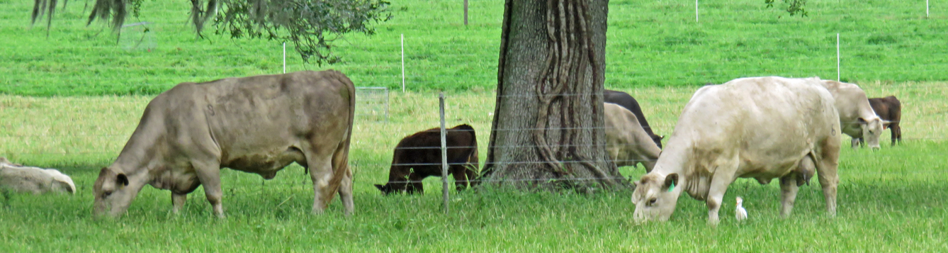 Cattle Grazing
