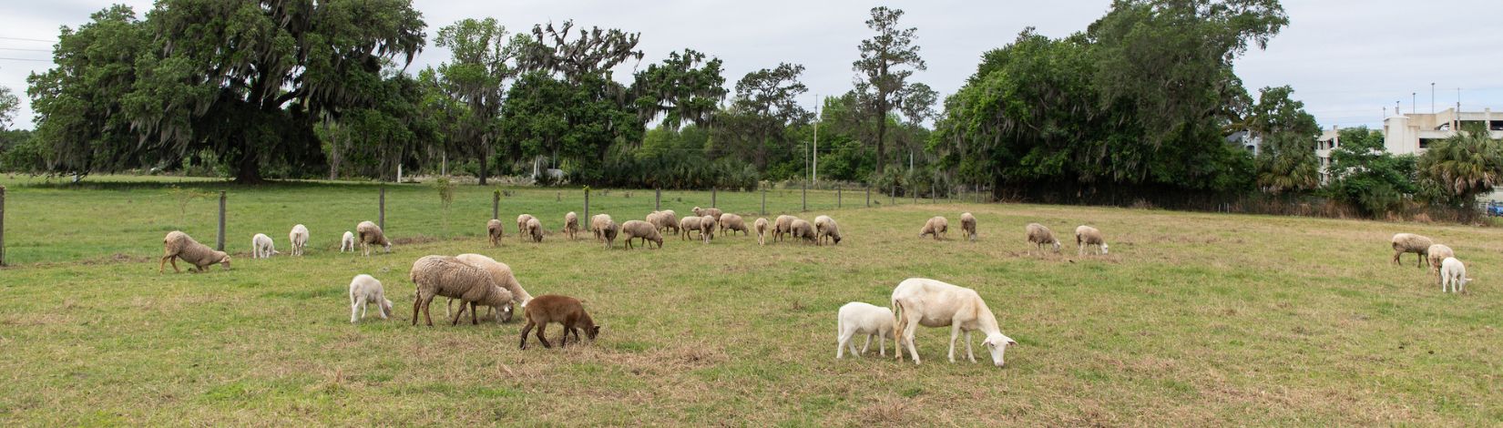 Sheep in a pasture.