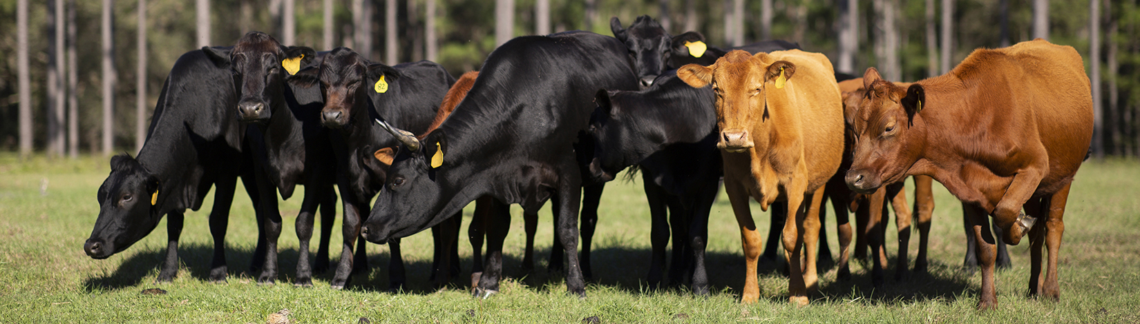 Cattle on a ranch.