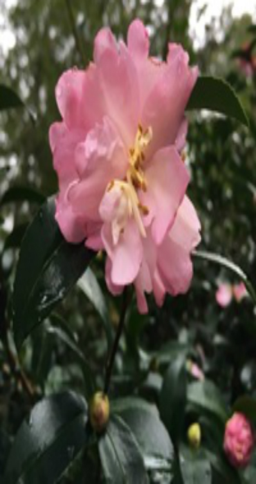 Camellias edis ifas edu 1