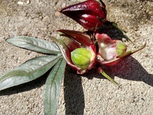 Roselle (Florida Cranberry) 2