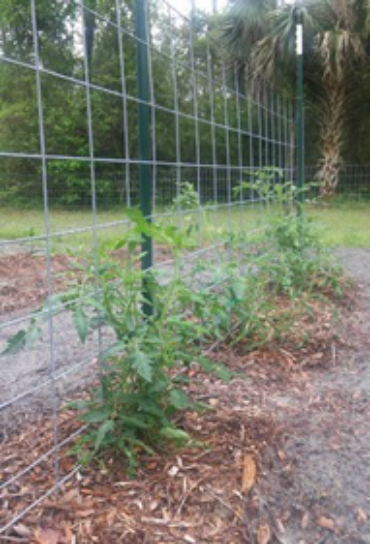 Tomatoes on livestock panel trellis