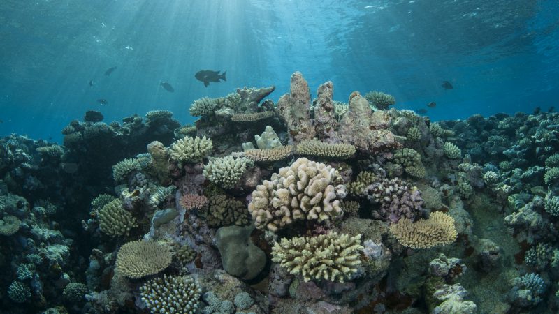 Artificial Coral Reefs - Types, Reasons, Pros and Cons - More Fun Diving