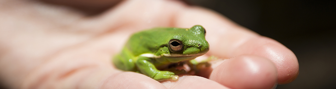 Frogs: The Good, the Bad, and the Ugly - UF/IFAS Extension Lafayette County