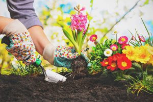 planting flowers in a garden
