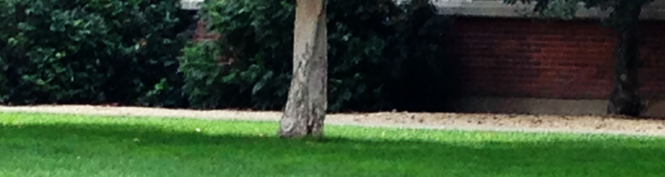 tree growing in a lawn