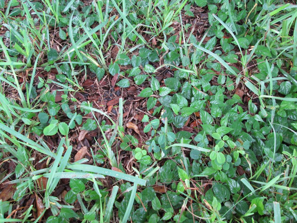 Good Weed, Bad Weed - UF/IFAS Extension Lake County