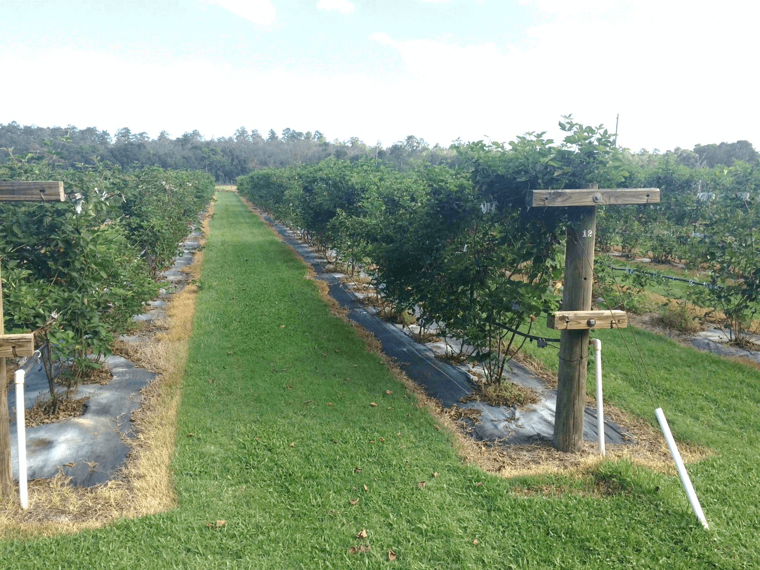 Blackberries as an Alternative Crop for Central Florida UF/IFAS