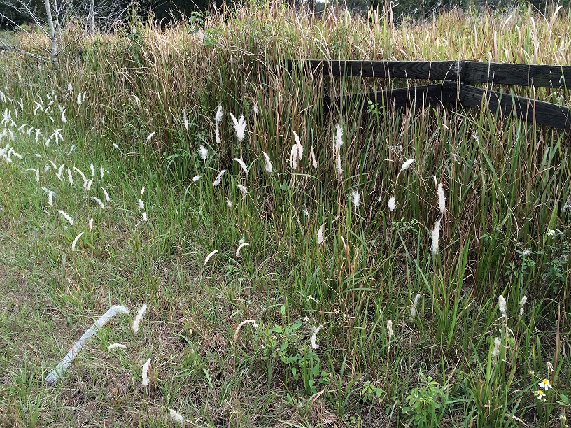 Cogongrass Invasion UF IFAS Extension Lake County