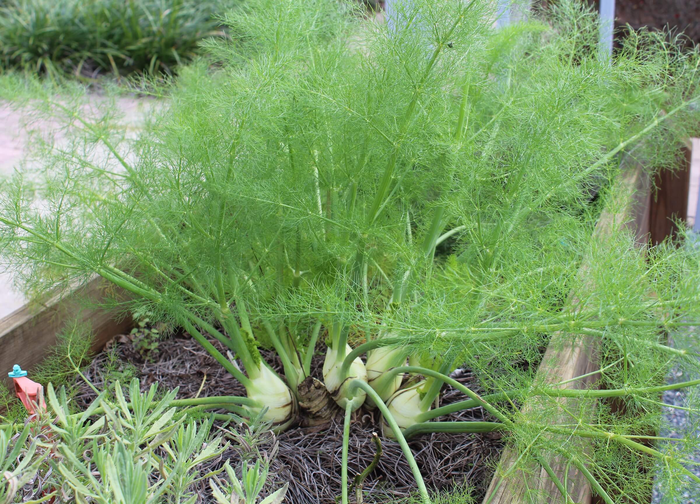 Fennel is an easy to grow herb in both traditional vegetable gardens and in the landscape. Both the leaves and bulb are used to flavor winter soups and roasts.