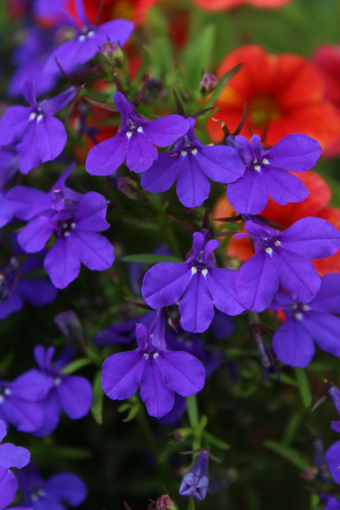 Blooming Winter Color for Central Florida - UF/IFAS ...