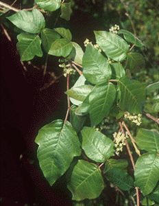 Poison ivy has three leaflets