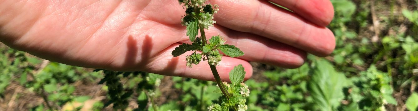 This is the Florida version of stinging nettle - Urtica chamaedryoides.