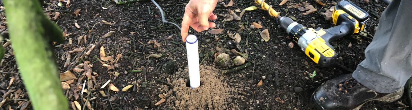 soil moisture probe being installed in soil beneath citrus tree